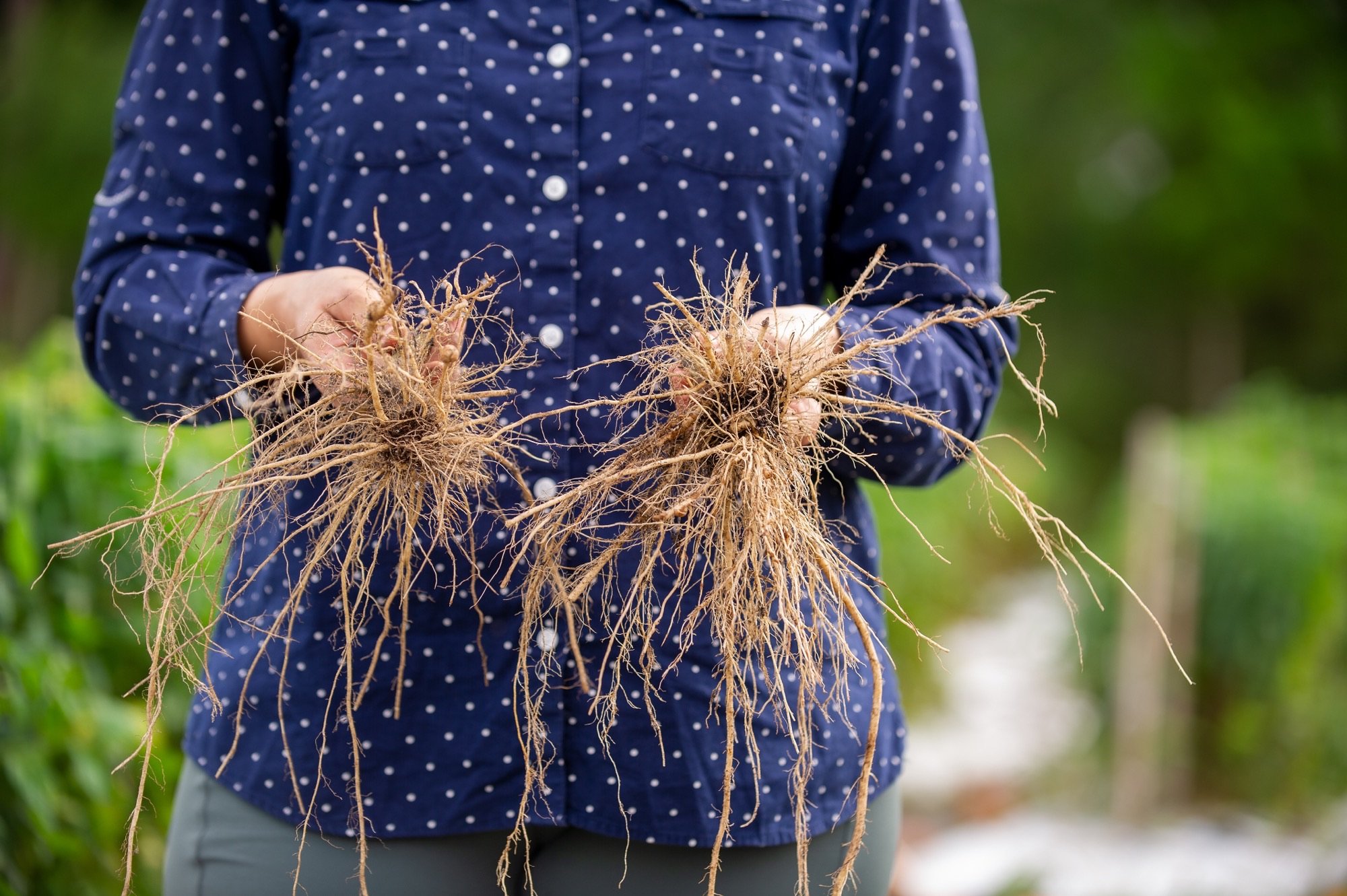 Is Your Soil Healthy and Free from Plant-Parasitic Nematodes? Find Out